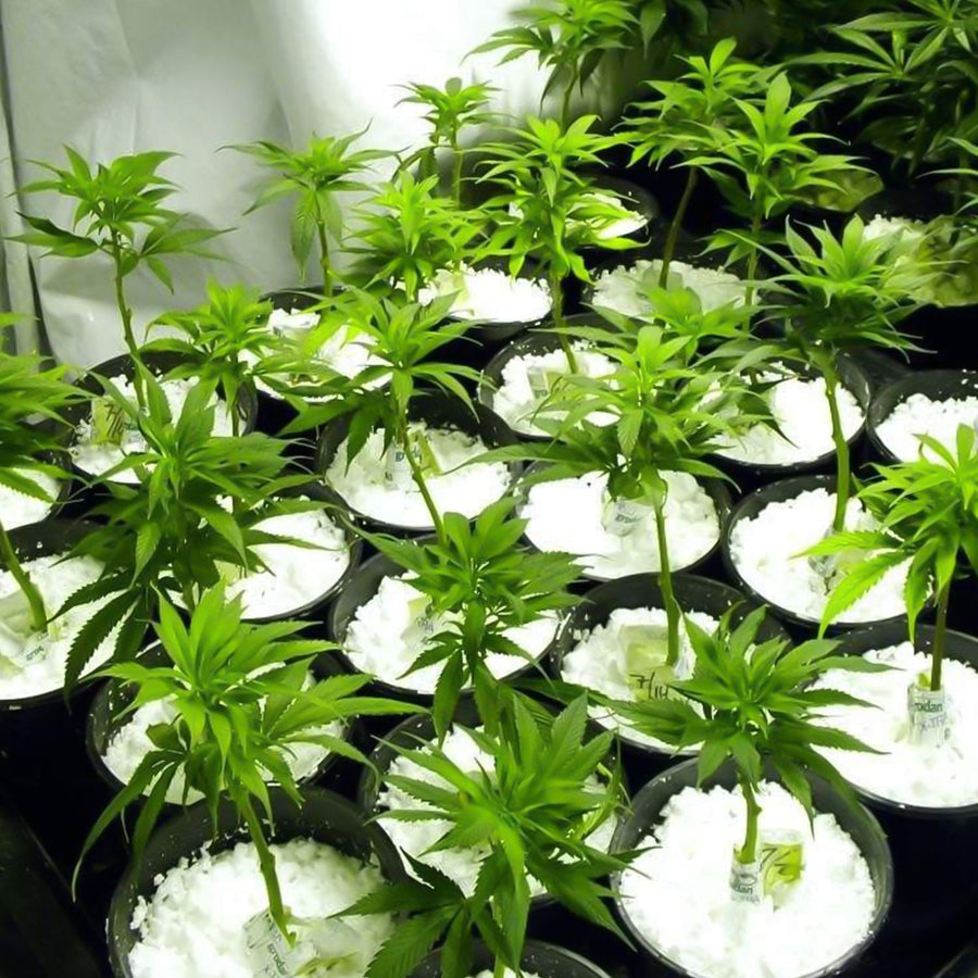 Perlite Soil Conditioner – Enhances Root Growth & Drainage | Indo Glow
