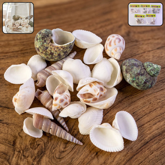 Natural decorative seashells set arranged for coastal home decor